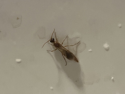 iNaturalist observation photo of Chyphotes