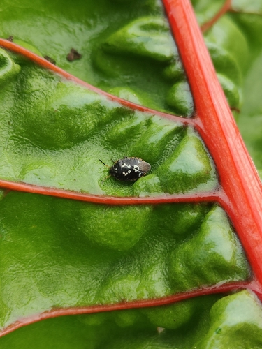 Pittosporum Bug