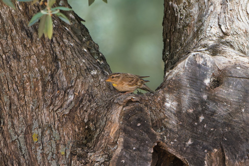 Rock Sparrow