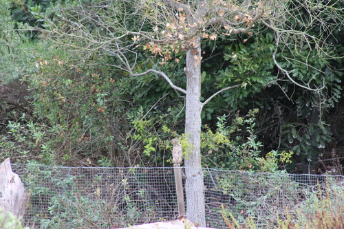 iNaturalist observation photo of California Ground Squirrel