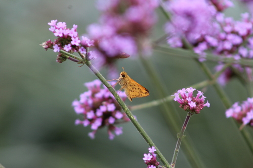 iNaturalist observation photo of Fiery Skipper