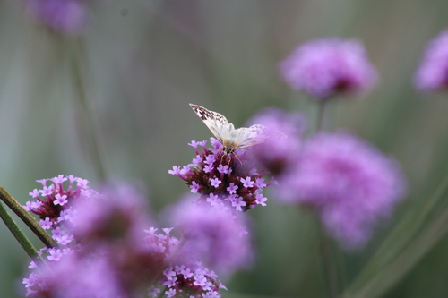 iNaturalist observation photo of Northern White-Skipper