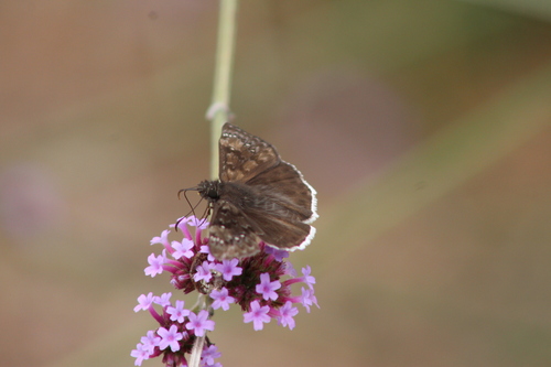 iNaturalist observation photo of Mournful Duskywing