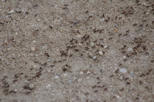 iNaturalist observation photo of Ants