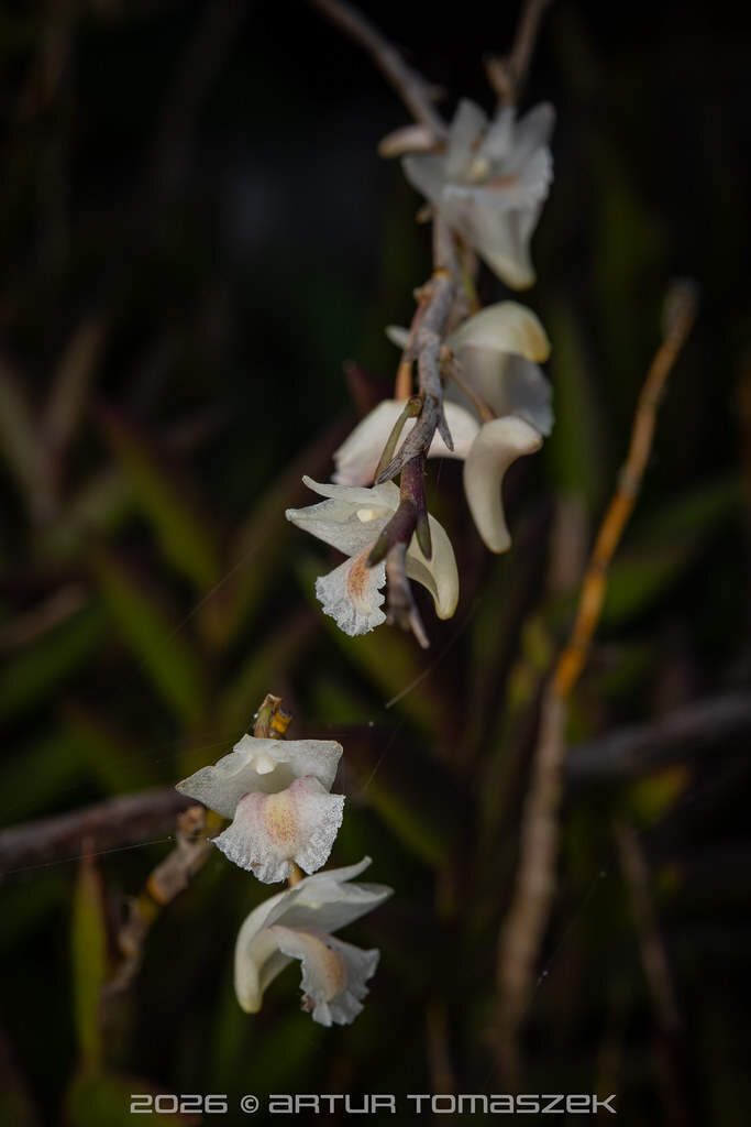 Dendrobium spatella (Dendrobium spatella)
