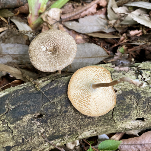 Spring Polypore