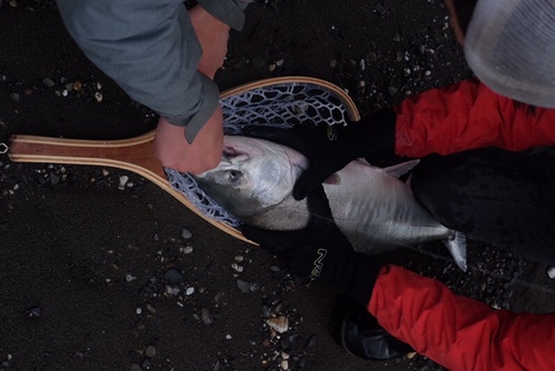 Chum Salmon