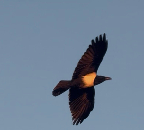 Pied Crow