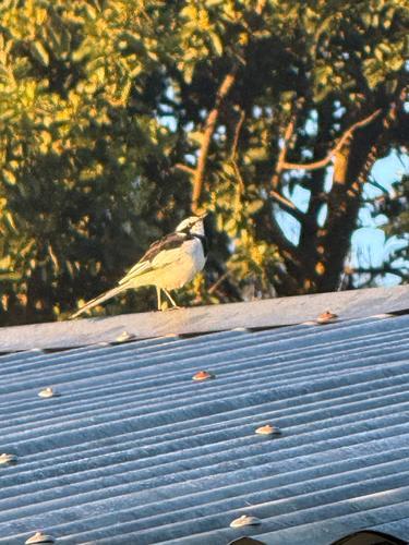 African Pied Wagtail