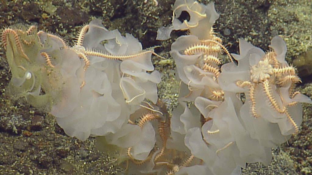 Brittle star (OTU EO02) (Seamounts of Canada's Large Offshore Pacific