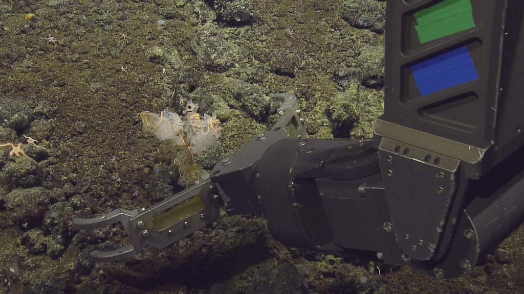 Brittle star (OTU EO02) (Seamounts of Canada's Large Offshore Pacific