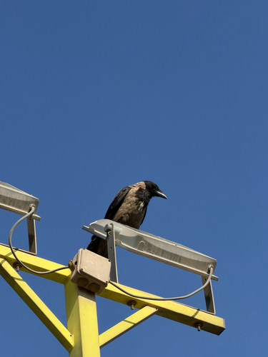 Hooded Crow
