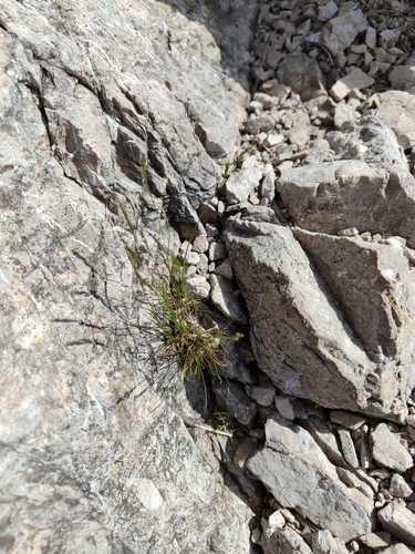 Festuca alpina