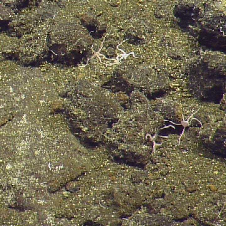 Brittle star (OTU EO02) (Seamounts of Canada's Large Offshore Pacific