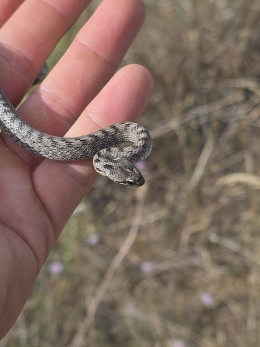 Southern Smooth Snake