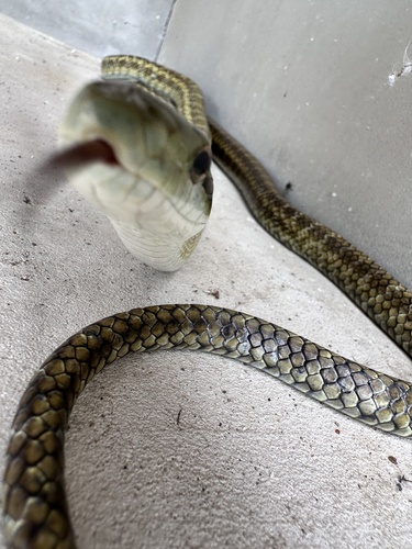 Japanese Ratsnake