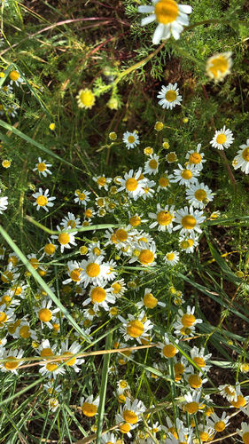 German Chamomile