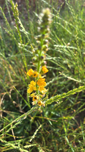 common agrimony