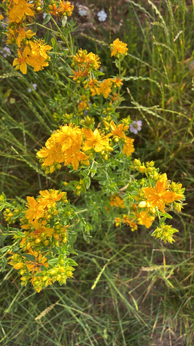 Common St. John's Wort