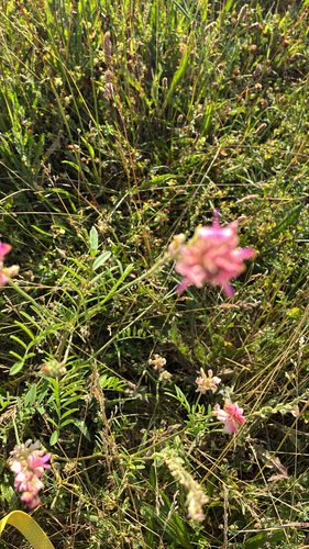Sainfoin