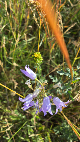 Rampion