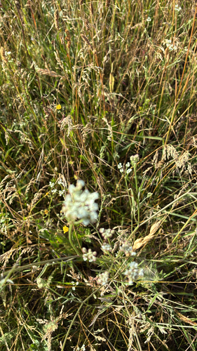 common hedge parsley