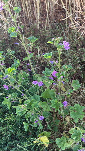 Common Mallow