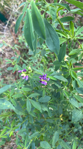 Alfalfa