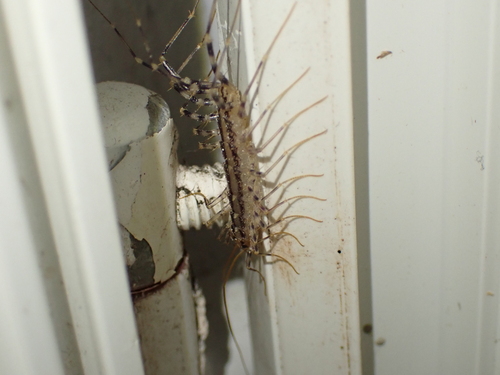 House Centipede