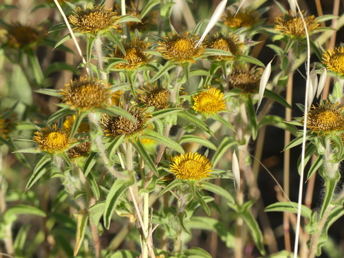 Spiny Starwort