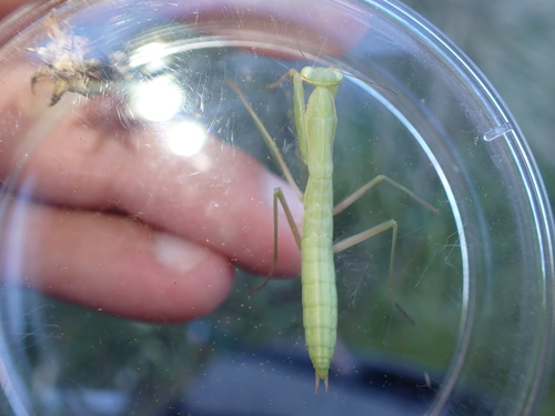 European Mantis