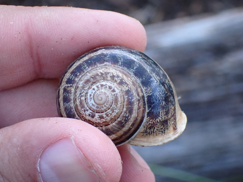 Chocolate-band Snail