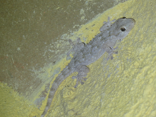 Moorish Gecko
