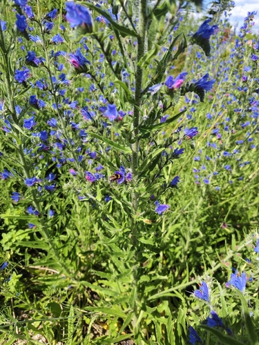 viper's-bugloss
