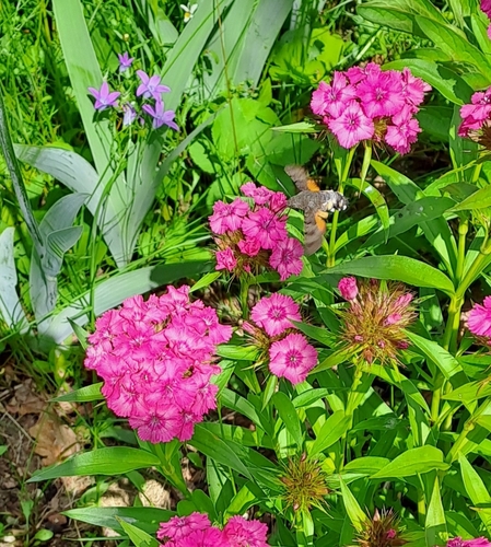 Eurasian Hummingbird Hawkmoth