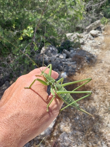 Greek Predatory Bush-cricket