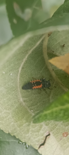 Asian Lady Beetle