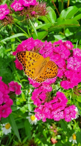 High Brown Fritillary