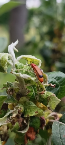 Common Red Soldier Beetle