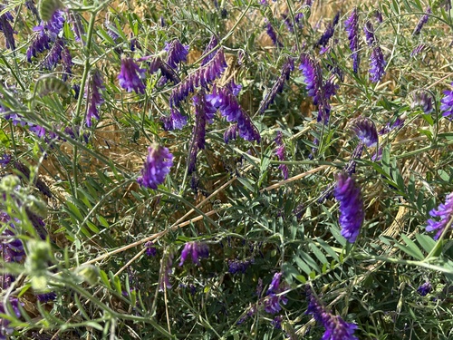 tufted vetch