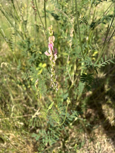 Sainfoin