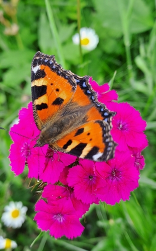 Small Tortoiseshell