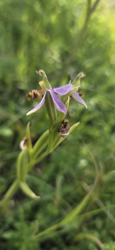 Bee Orchid