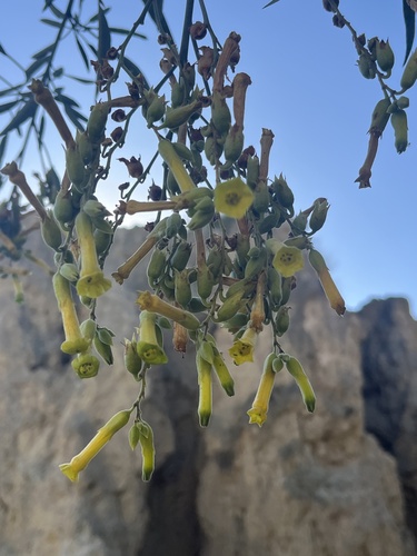 tree tobacco