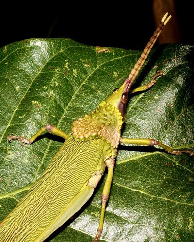 Taphronota calliparea