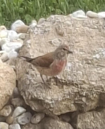 Eurasian Linnet