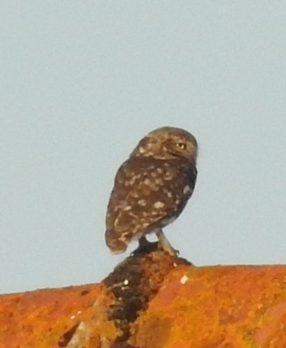 Little Owl