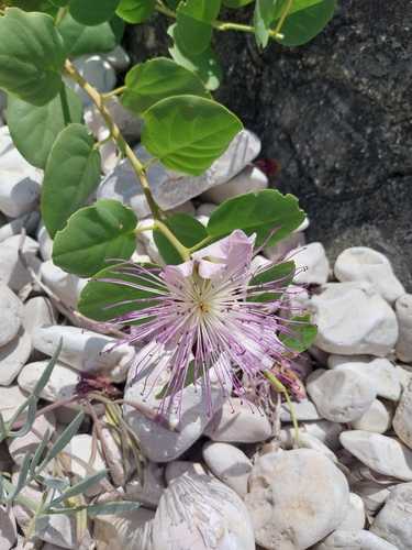 Rock Caper