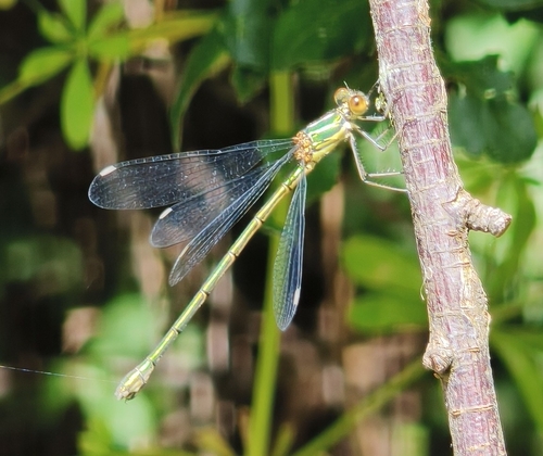 Western Willow Spreadwing