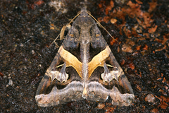 Image of Melipotis indomita